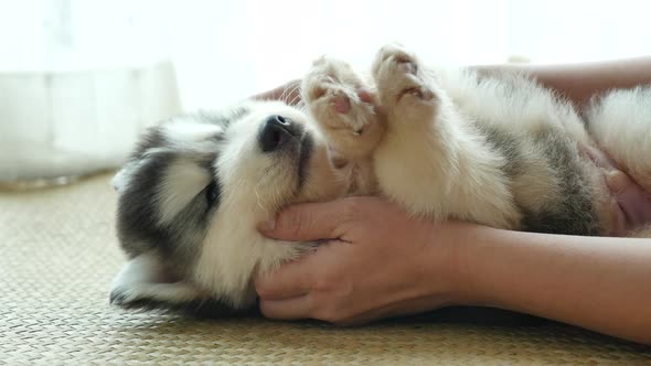 Asian Woman Playing With Her Siberian Husky Puppy alt