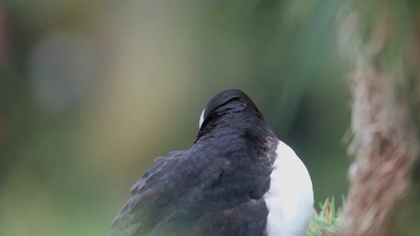 Close Up Of Atlantic Puffin Preening Its Feathers On Windy Day In South Iceland. - handheld alt