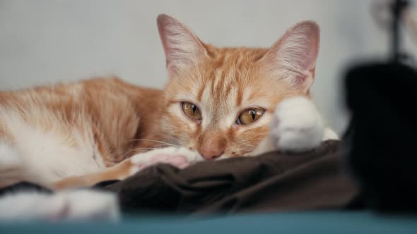 Portrait of a Gorgeous Curious Female Red Cat at Home. Cat Looking To the Camera