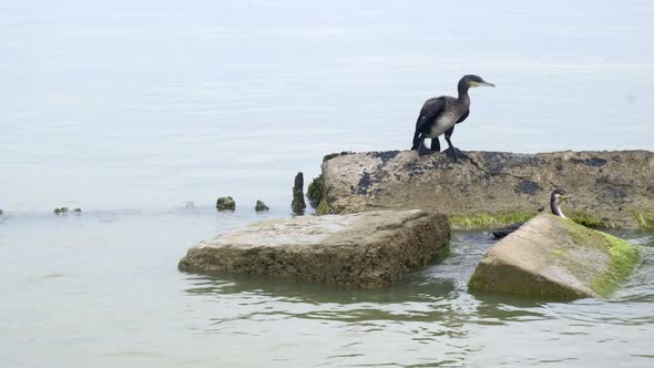Cormorants on Stones in the Sea
