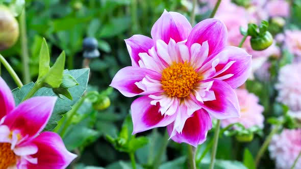 Pink Gerbera In Bloom