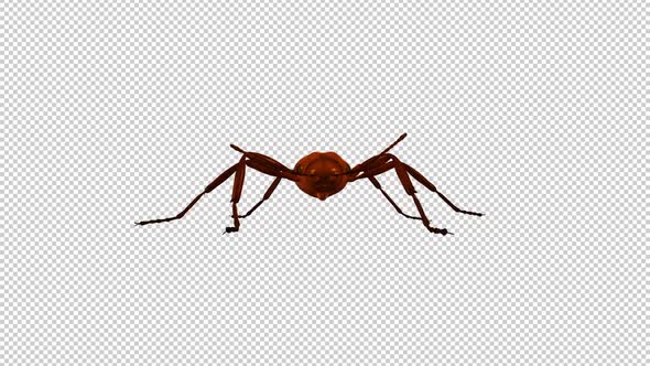 Red Ant - Passing Screen - Front View