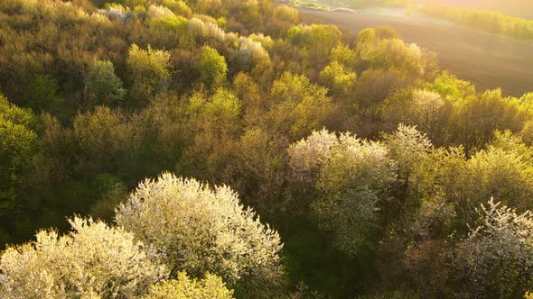 Aerial View of Blooming Garden with White Blossoming Trees in Early Spring at Sunset alt