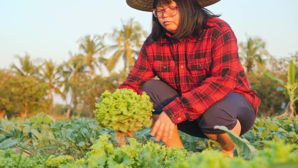 A female farmer collects her vegetables and produce in the fields. alt