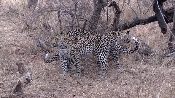 Female leopard and sub-adult cub move around on dry grass in South Africa alt