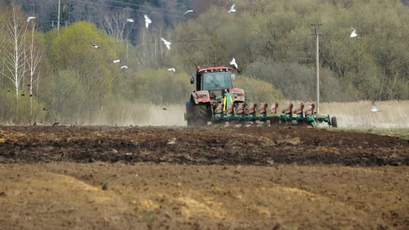 Farmer Cultivates Fertile Farmland Surrounded By Many Hungry Birds alt