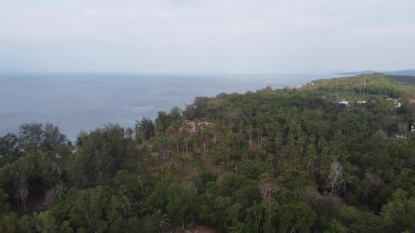 Aerial View Of A Large Green Forest with Palm Trees View of the Ocean and Sand The Sun Is Shining