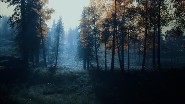 Moon Light Over the Spruce Trees of Magic Mystery Night Forest alt
