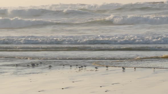 Ocean Waves and Sandpiper Birds Run on Beach Small Sand Piper Plover Shorebird