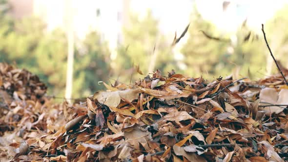Close up of brown, orange and yellow leaves falling into a pile in a park alt
