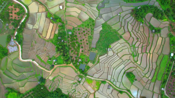 Drone flying over rice terraces field in countryside alt