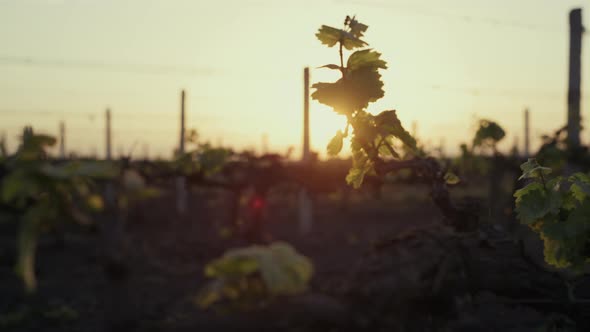 Green Grape Leaves on Sunrise Close Up alt