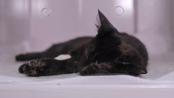 The Cat Recovers After Surgery in a Veterinary Clinic Locked in a Cage alt