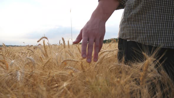Close Up of Male Arm Moving Over Ripe Wheat Growing on the Meadow. Young Farmer Walking Through the alt