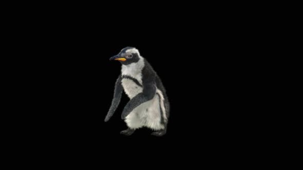 82 Penguin Dancing HD alt