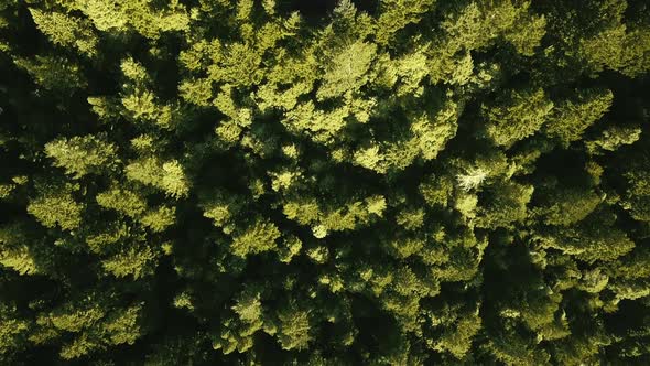 Overhead aerial camera zooming over a dense forest with a bend of the road (Oregon, USA) alt
