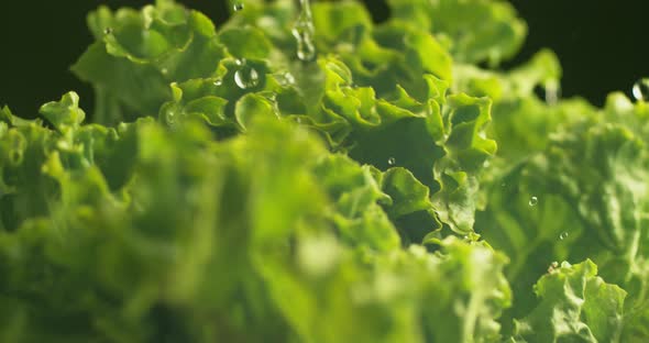 Water splashing onto lettuce in super slow motion.  Shot on Phantom Flex 4K high speed camera.