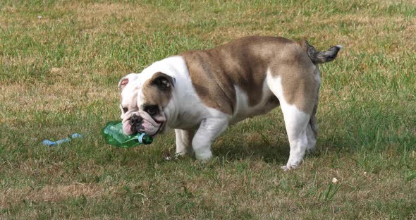 English Bulldog, Female Playing with a Plastic Bottle on the Lawn, Normandy, Slow Motion 4K alt