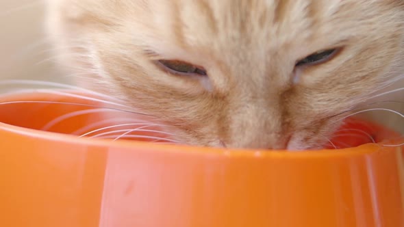 Cute Ginger Cat Is Eating Cat Food From Bright Orange Bowl. Close Up Slow Motion Footage of Fluffy alt