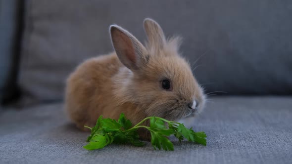 Cute Pet Rabbit Sitting on the Sofa and Eating Parsley