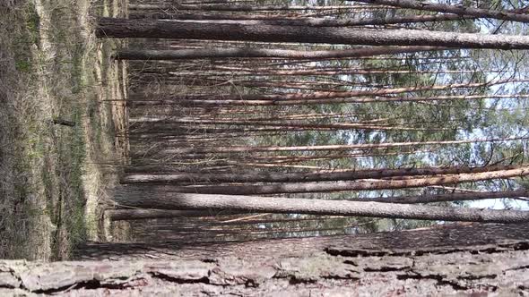 Vertical Video of Trees in a Pine Forest Slow Motion alt