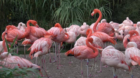 Flamingo (Phoenicopterus chilensis). Flamingos or flamingoes.
