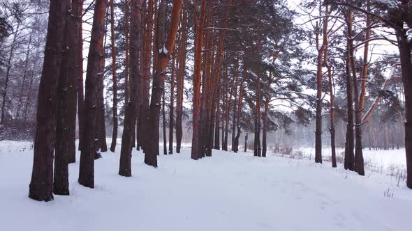 Backward Fly in Winter Pine Forest alt