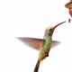 Humming Bird with a Flower - VideoHive Item for Sale