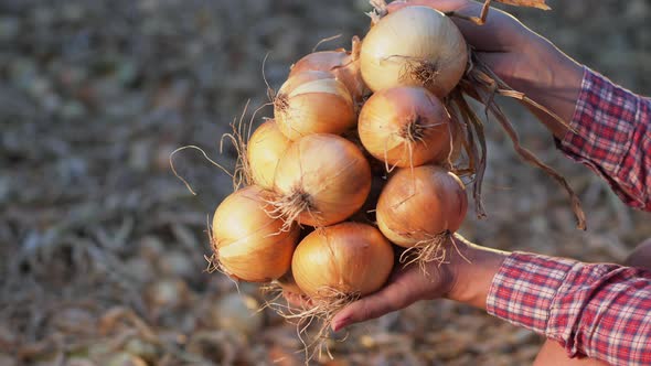 Bunch of Onion Bulbs in the Hands, Close-up alt