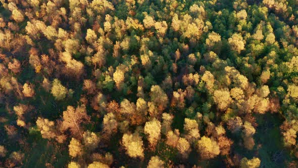 Yellow and green treetops of deciduous trees in a dense forest, in autumn. Top down aerial view alt