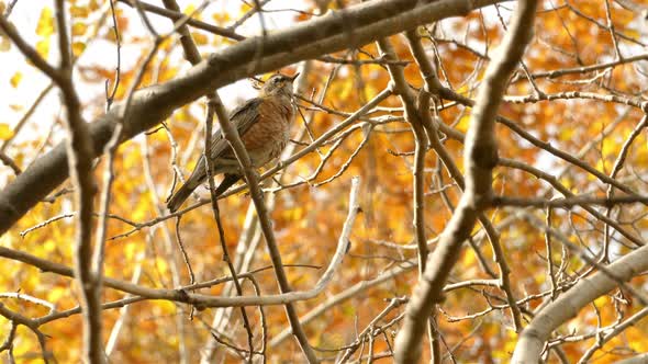 Alone Small baby robin on naked tree branches takes flight - Autumn season alt