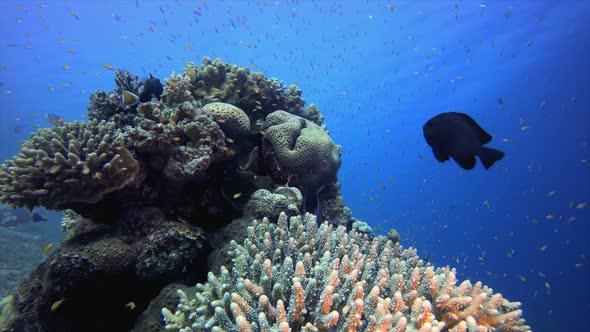 Underwater Colourful Reef alt