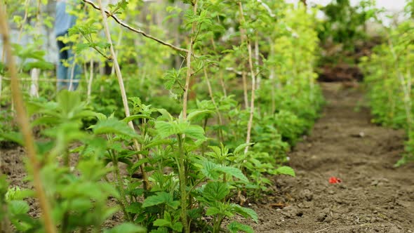 The Farmer Grows Raspberries, Tall Bushes Of Green Raspberries, Blooming Raspberries alt
