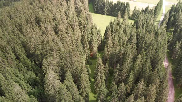 Aerial View of Alpin Pinewood in Summer Season Forest Overhead Panorama From Flying Drone alt