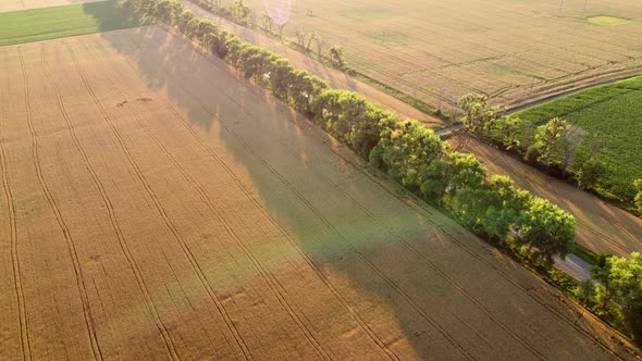 Drone Flying Over Road Between Wheat Fields During Dawn Sunset alt