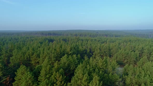 Aerial Drone Footage. Fly Over Pine Forest with Clear Sky