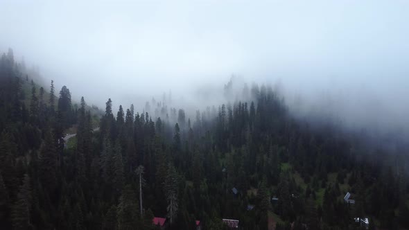 Cloud and forest aerial view alt