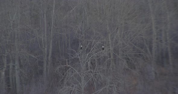Helicopter aerial shot of Atlanta's urban landscape, sundown alt