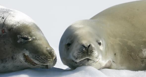 Crabeater seals on snow