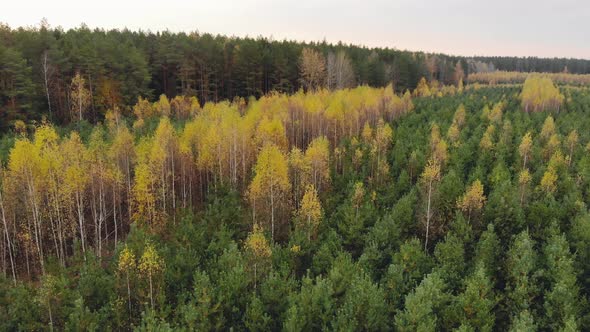 Aerial View of Rows with Young Coniferous Pines and Yellow Deciduous Birches in a Forest Plantation alt