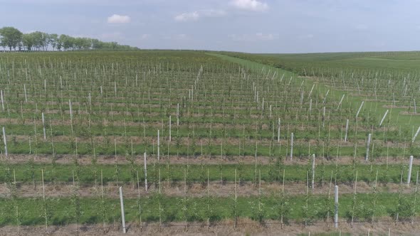 Aerial view of a currant plantations alt