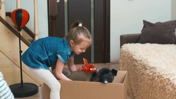 Little girl taking Akita puppy out of the box