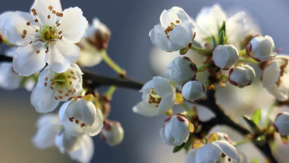 Spring Flowers Opening. Beautiful Spring Plum Tree Blossom Open Timelapse, Extreme Close Up. Time