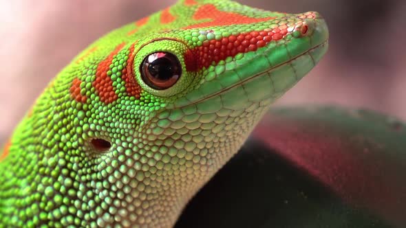 Macro view of giant day gecko as it moves its eyes alt