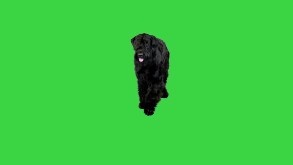 Black Giant Schnauzer Dog Standing and Sitting Down on a Green Screen Chroma Key