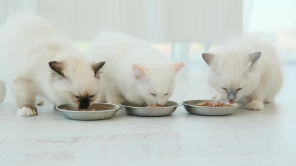 Ragdoll Kittens Eating Feed, Stock Footage 