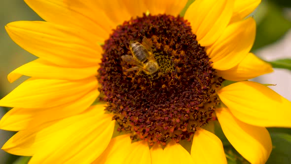 Bee collecting pollen on sunflower head.