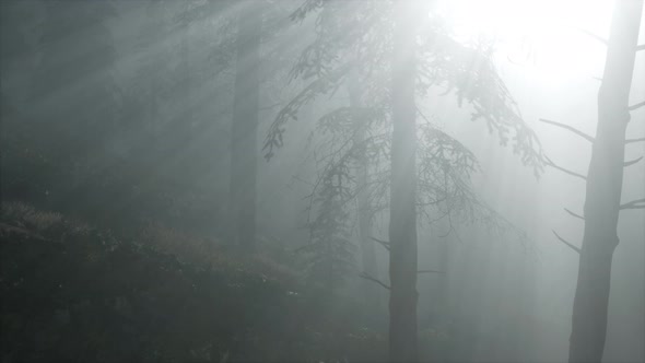 Coniferous Forest Backlit By the Fising Sun on a Misty alt