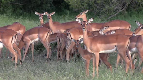 A herd of impala antelopes grazing together get startled and look around for signs of danger. alt