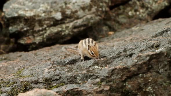 Slow Motion of a Cute Fluffy Chipmunk Jumping on a Rock and Looking for Food.